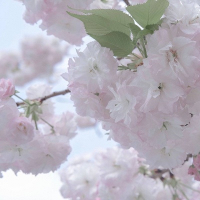 Furry插画素材分享Furry群